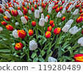 Beautiful flowers tulips nature backgroung Spring flowering 119280489