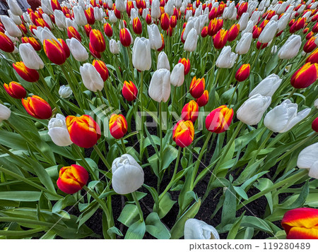 Beautiful flowers tulips nature backgroung Spring flowering Beautiful flowers tulips nature backgroung Spring flowering 119280489