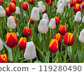 Beautiful flowers tulips nature backgroung Spring flowering 119280490