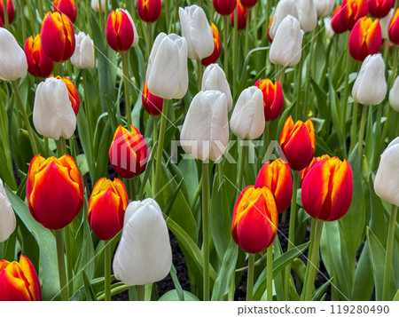 Beautiful flowers tulips nature backgroung Spring flowering 119280490