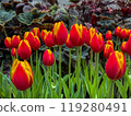 Beautiful flowers tulips nature backgroung Spring flowering 119280491