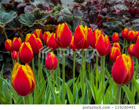 Beautiful flowers tulips nature backgroung Spring flowering 119280491