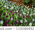 Beautiful flowers tulips nature backgroung Spring flowering 119280492