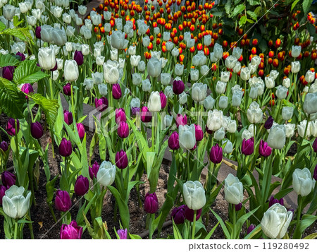 Beautiful flowers tulips nature backgroung Spring flowering Beautiful flowers tulips nature backgroung Spring flowering 119280492
