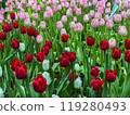 Beautiful flowers tulips nature backgroung Spring flowering 119280493