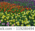 Beautiful flowers tulips nature backgroung Spring flowering 119280494