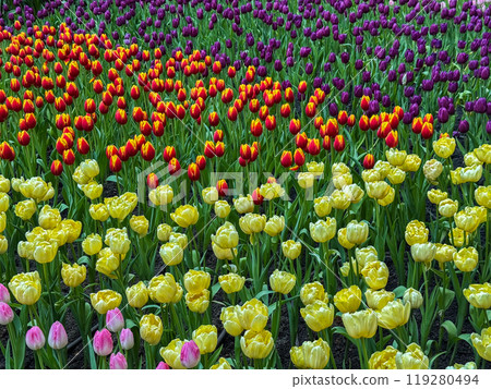 Beautiful flowers tulips nature backgroung Spring flowering 119280494