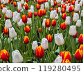 Beautiful flowers tulips nature backgroung Spring flowering 119280495