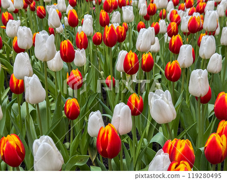 Beautiful flowers tulips nature backgroung Spring flowering Beautiful flowers tulips nature backgroung Spring flowering 119280495