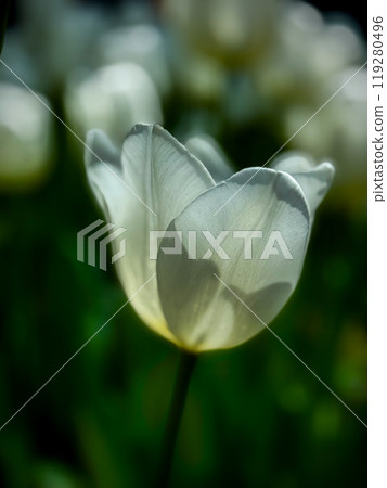 Beautiful flowers tulips nature backgroung Spring flowering Beautiful flowers tulips nature backgroung Spring flowering 119280496