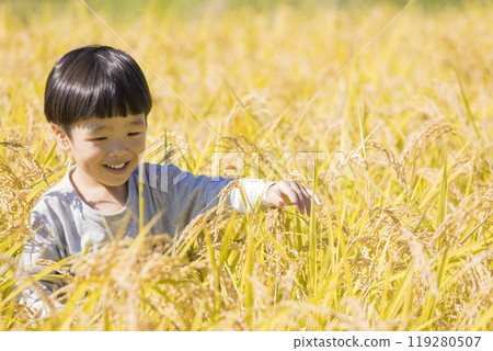 一個男孩進入稻田，稻米收割的形象 119280507