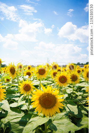 sunflower	 119280530
