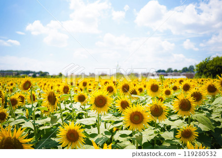 sunflower	 sunflower	 119280532