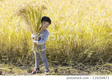 A boy holding a bundle of harvested rice - rice harvesting image 119280671