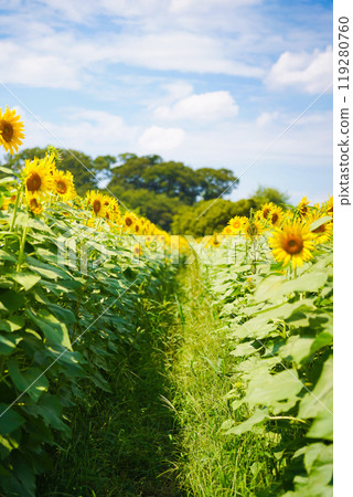 sunflower sunflower 119280760