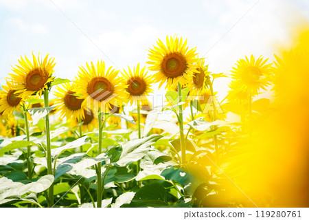 sunflower	 119280761