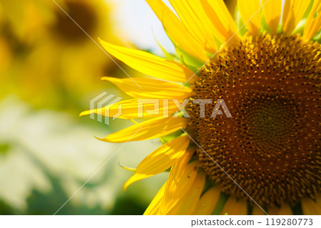 sunflower sunflower 119280773