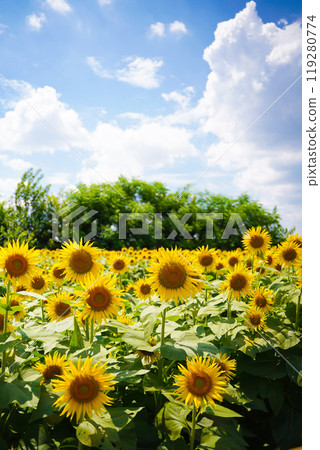 sunflower sunflower 119280774