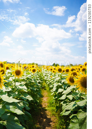 sunflower sunflower 119280783