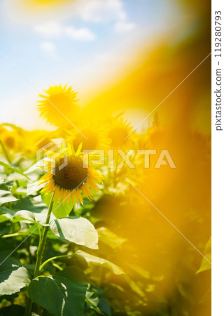 向日葵 向日葵 119280793