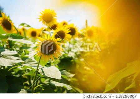 sunflower	 119280807