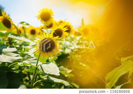 sunflower sunflower 119280808