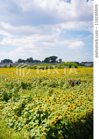 sunflower sunflower 119280809