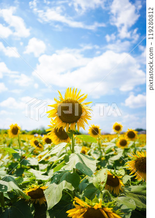 sunflower	 119280812