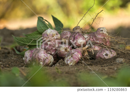 Freshly harvested Jerusalem artichokes in organic garden Freshly harvested Jerusalem artichokes in organic garden 119280863