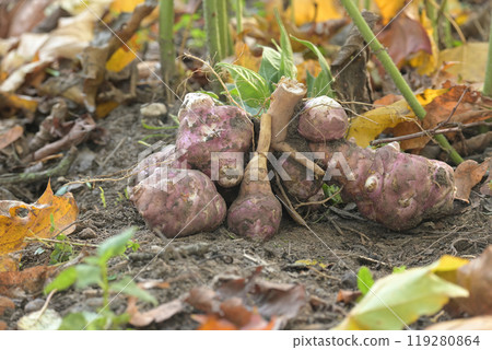 Freshly harvested Jerusalem artichokes in organic garden 119280864