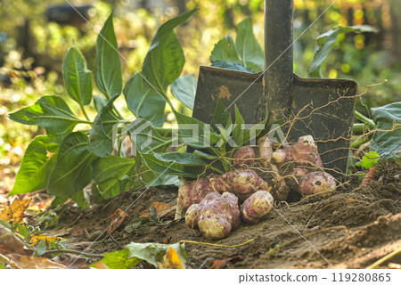 Harvesting fresh Jerusalem artichokes with shovel in a garden plot surrounded by green leaves 119280865