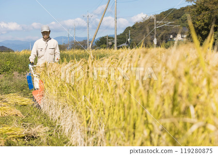 Image of rice harvesting: A man harvesting rice using a hand-pushed rice harvester binder 119280875