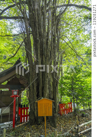秋天的貴船神社，神樹桂 119281271