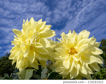 秋天的藍天和黃色大麗花 119281422