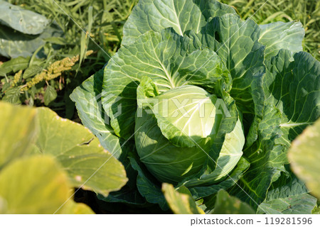 Cabbage growing in the garden, farmer's field, open organic soil 119281596