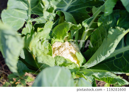 Cauliflower Aalsmeer closeup growing in a vegetable garden. Close up of a white cauliflower head with leaves, top view Cauliflower Aalsmeer closeup growing in a vegetable garden. Close up of a white cauliflower head with leaves, top view 119281600