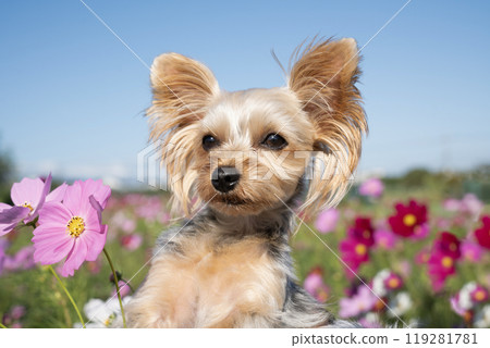 藍天、波斯菊田和約克夏犬 藍天、波斯菊田和約克夏犬 119281781