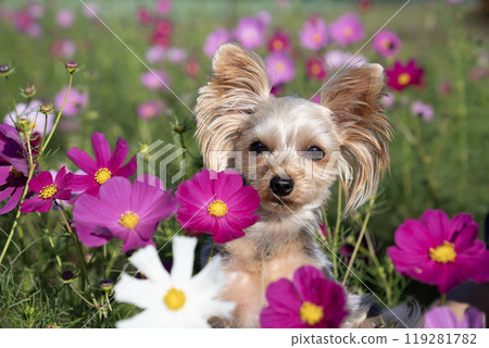 波斯菊領域和約克夏犬 波斯菊領域和約克夏犬 119281782