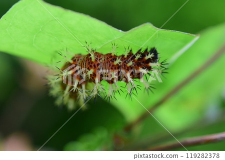 Luritatheha larva 119282378