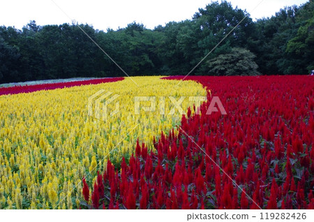 雞冠花花園 雞冠花花園 119282426