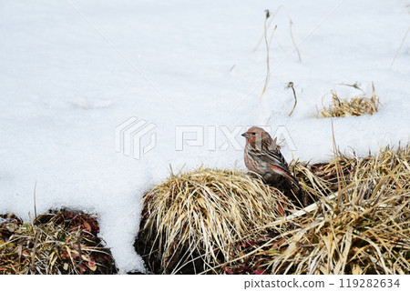Greater Parrotfinch in early spring 119282634