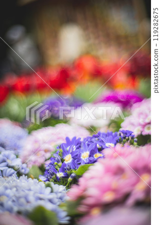 菊花 菊花 119282675