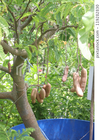tamarind plant on farm for sell tamarind plant on farm for sell 119282830