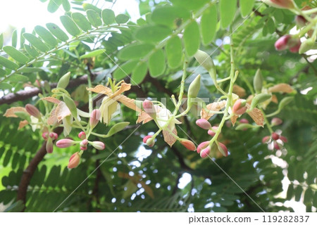 tamarind plant on farm for sell tamarind plant on farm for sell 119282837