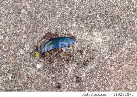 Maiden wrasse, saltwater fish 119282873