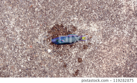 Maiden wrasse, saltwater fish 119282875
