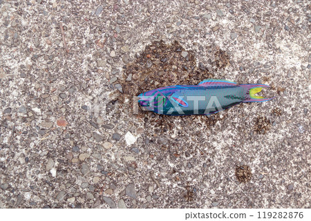 Maiden wrasse, saltwater fish 119282876