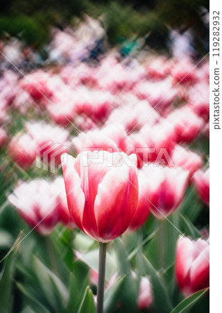 tulip tulip 119282932