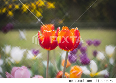 鬱金香 鬱金香 119282960