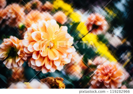 菊花 119282966